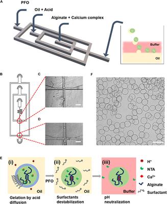 Microfluidic Encapsulation of Single Cells by Alginate Microgels Using a Trigger-Gellified Strategy